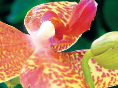 orchids-banner